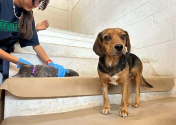 Atienden a 180 mascotas en la Jornada Masiva de Esterilización