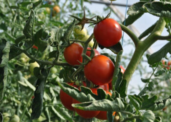 Revisarán posibles afectaciones en cultivos de tomate por frío