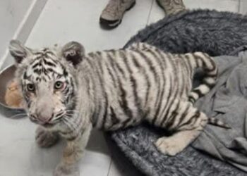 Aseguran a un Tigre de Bengala en Cateo.