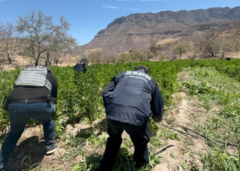 Localiza y destruye Gobierno de Sonora 21 toneladas de marihuana en Álamos