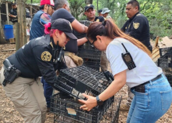 Maltrato animal: rescatan 166 aves, perros y gatos con lesiones visibles en AO