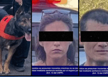 Colabora K-9 del Gobierno de Sonora en aseguramientos de narcóticos en Hermosillo