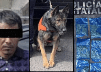 Binomios K-9 de la Policía Estatal detectan narcótico en Hermosillo