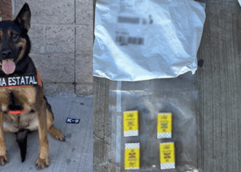 Binomios K-9 de la Policía Estatal localizan sustancia prohibida en paquetería
