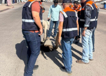 Refuerzan supervisión del sistema de drenaje en el sector centro, ante la proximidad del Carnaval