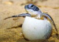 Alerta presencia de chapopote en playas de anidación de tortugas en Campeche