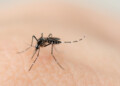 *Llama Salud Sonora a reforzar medidas preventivas contra el dengue tras las lluvias*
