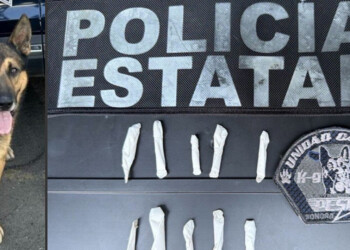 *Fortalece Unidad K9 de la PESP acciones contra el delito*
