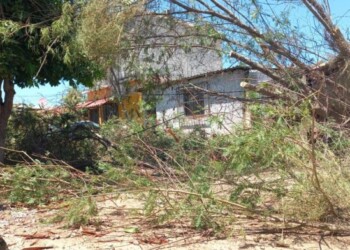 Continúa Ecología Municipal con retiro de árboles derribados por tormentas